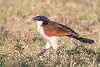 Coppery-tailed Coucal (Coucal des papyrus Chobe River