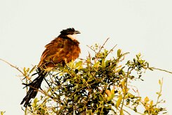 Senegal Coucal (Coucal du Senegal)_7D2_1534 null
