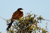 Senegal Coucal (Coucal du Sénégal) Savuti_Marsh