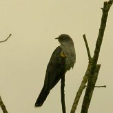 coucou_gris_02-2 null