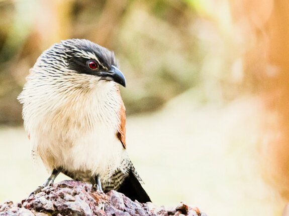 Coucal à sourcils