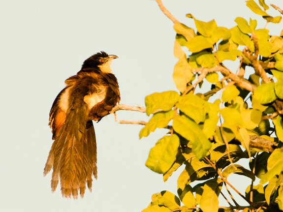 Coucal des papyrus