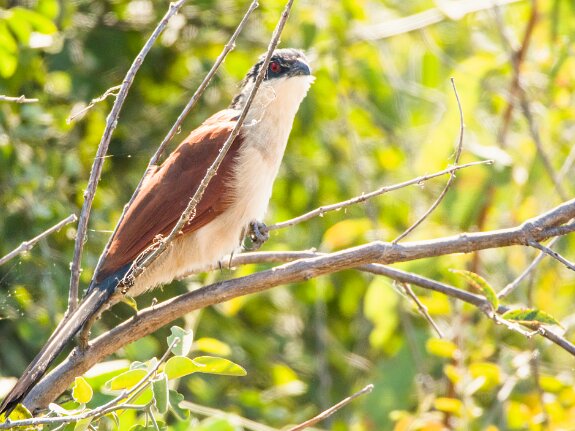 Coucal du Sénégal