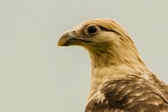Caracara chimachima (Caracara à tête jaune)_231209_6502-2 null