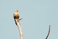 Caracara chimachima (Caracara à tête jaune)_231210_6788-2 null