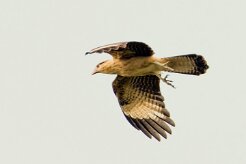 Caracara chimachima (Caracara à tête jaune)_231213_5653-2 null