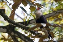 Caracara Crestada Norteño (Caracara du Nord) Golfo Dulce - Costa Rica