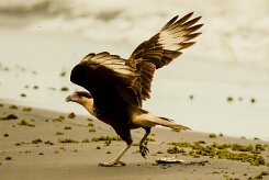 Carancho norteño (Caracara du Nord)_231113_3147-2 null