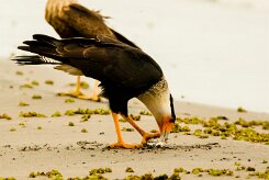Carancho norteño (Caracara du Nord)_231113_3154-2 null