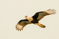 Carancho norteño (Caracara du Nord)_231113_3160-2 null