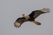 Carancho norteño (Caracara du Nord) Ometepe - Nicaragua