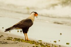 Carancho norteño (Caracara du Nord)_231113_3169-2 null