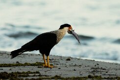Carancho norteño (Caracara du Nord)_231115_3345-2 null