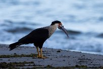 Carancho norteño (Caracara du Nord) Ometepe - Nicaragua