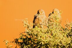 Greater Kestrel (Crécerelle aux yeux blancs)_737A2263-2 null