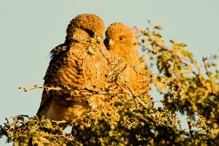 Greater Kestrel (Crécerelle aux yeux blancs)_737A2264-2 null