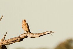 Greater Kestrel (Crécerelle aux yeux blancs)_x737A5070-2 null