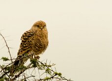 Greater Kestrel-(Crécerelle aux yeux blancs)_737A4958 null