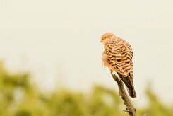Greater Kestrel-(Crécerelle aux yeux blancs)_737A4969 null