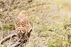 Greater Kestrel-(Crécerelle aux yeux blancs)_737A4972 null