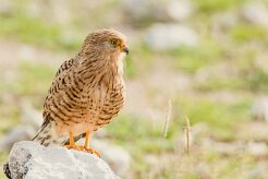 Greater Kestrel-(Crécerelle aux yeux blancs)_737A5223 null