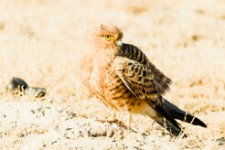 Greater kestrel (Crécerelle aux yeux blancs)-737A9637-2 null