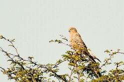 Greater kestrel (Crécerelle aux yeux blancs)_7D2_0364 null