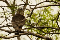 Esmerejón (Faucon émerillon)_231119_4049-2 null