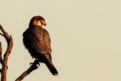 Red-necked Falcon (Faucon chicquera)_x737A5104-2 null