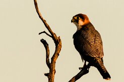 Red-necked Falcon (Faucon chicquera)_x737A5107-2 null