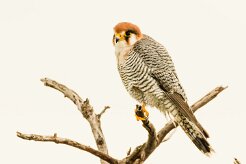 Red-necked Falcon-(Faucon chicquera)_737A5385 null