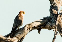 Red-necked Falcon-(Faucon chicquera)_737A5569-2 null