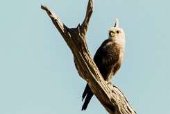 Dickinson's Kestrel (Faucon de Dickinson)_x737A4736-2 null