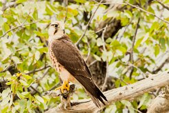 Amur Falcon (Faucon de l'Amour)_737A4765 null