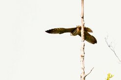 Faucon hobereau_x737A2533-2 null