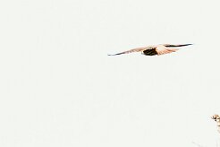 Faucon hobereau_x737A2534-2 null