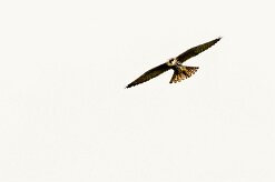 Faucon hobereau_x737A3085-2 null