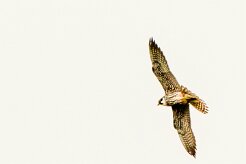 Faucon hobereau_x737A3089-2 null