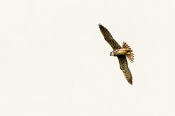 Faucon hobereau_x737A3090-2 null