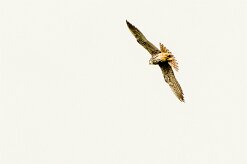 Faucon hobereau_x737A3091-2 null