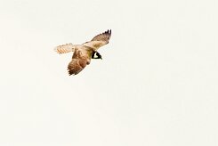 Faucon hobereau_x737A3092-2 null
