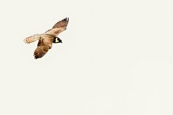 Faucon hobereau_x737A3093-2 null