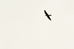 Faucon hobereau_x737A3101-2 null