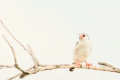 Pygmy Falcon (Fauconnet d'Afrique)_737A5083 null