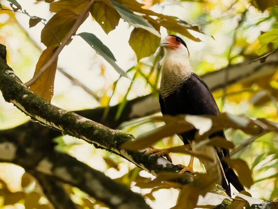 Caracara du Nord