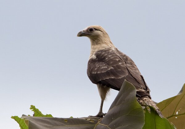 Falconidés