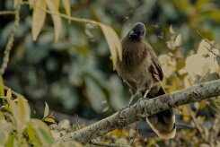 Chachalaca cabecigrís (Ortalide à tête grise)_231207_6123-2 null