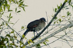Chachalaca cabecigrís (Ortalide à tête grise)_231207_6130-2 null