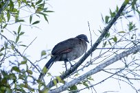 Chachalaca cabecigrís (Ortalide à tête grise) Chirripo - Costa Rica