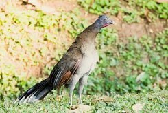 Chachalaca cabecigrís (Ortalide à tête grise)_231207_6145-2 null
